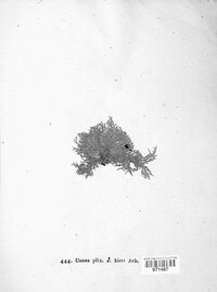 Usnea hirta image